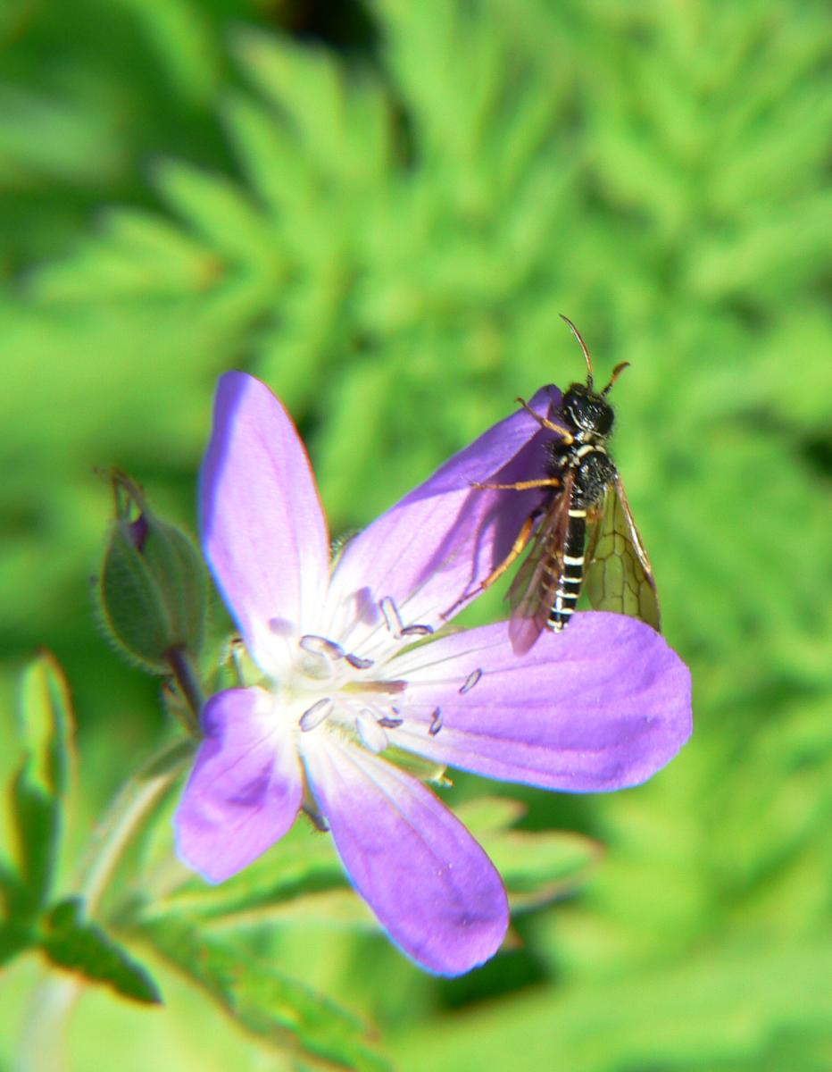 Syrphidae da identificare